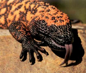 gila-monster-hissing