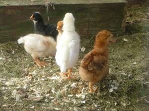 10551460_10152978189095828_4966502958445231008_o