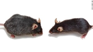 -mice-old-young-experiment-story-top