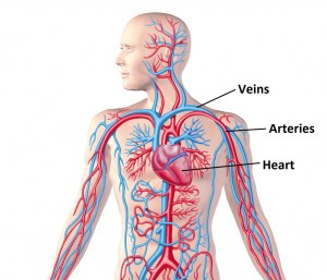 Label Circulatory System Picture Of A Circulatory System With Labels Human Body Diagram