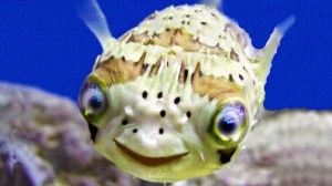 funny fish