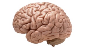 brain scientist magazine